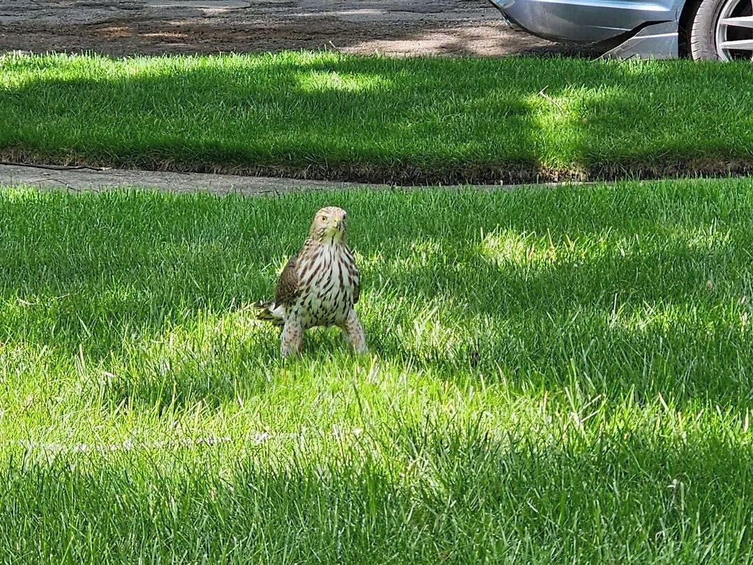 A bird on grass near a road.