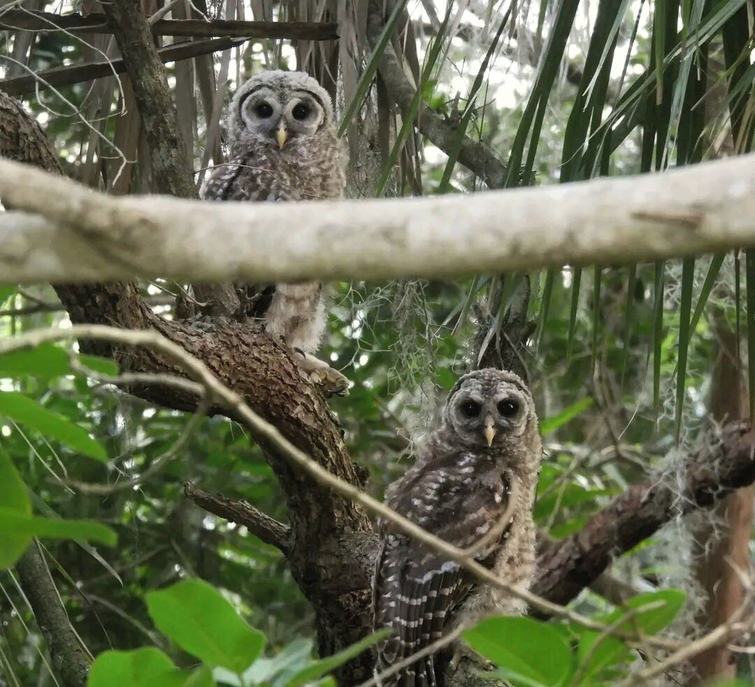 Two owls perched on a tree branch in a natural setting.