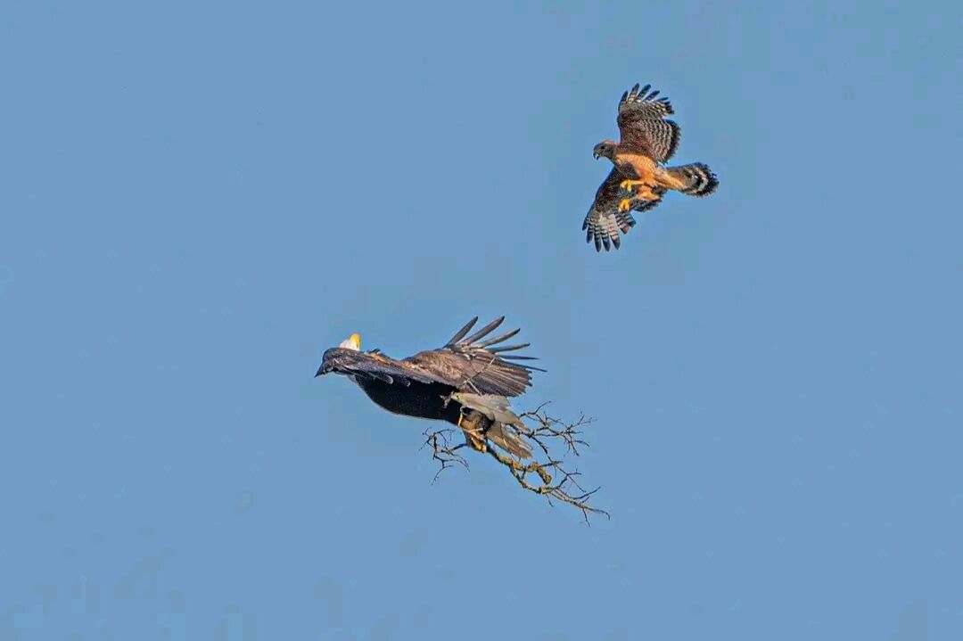 Dos pájaros volando sobre un cielo azul despejado.