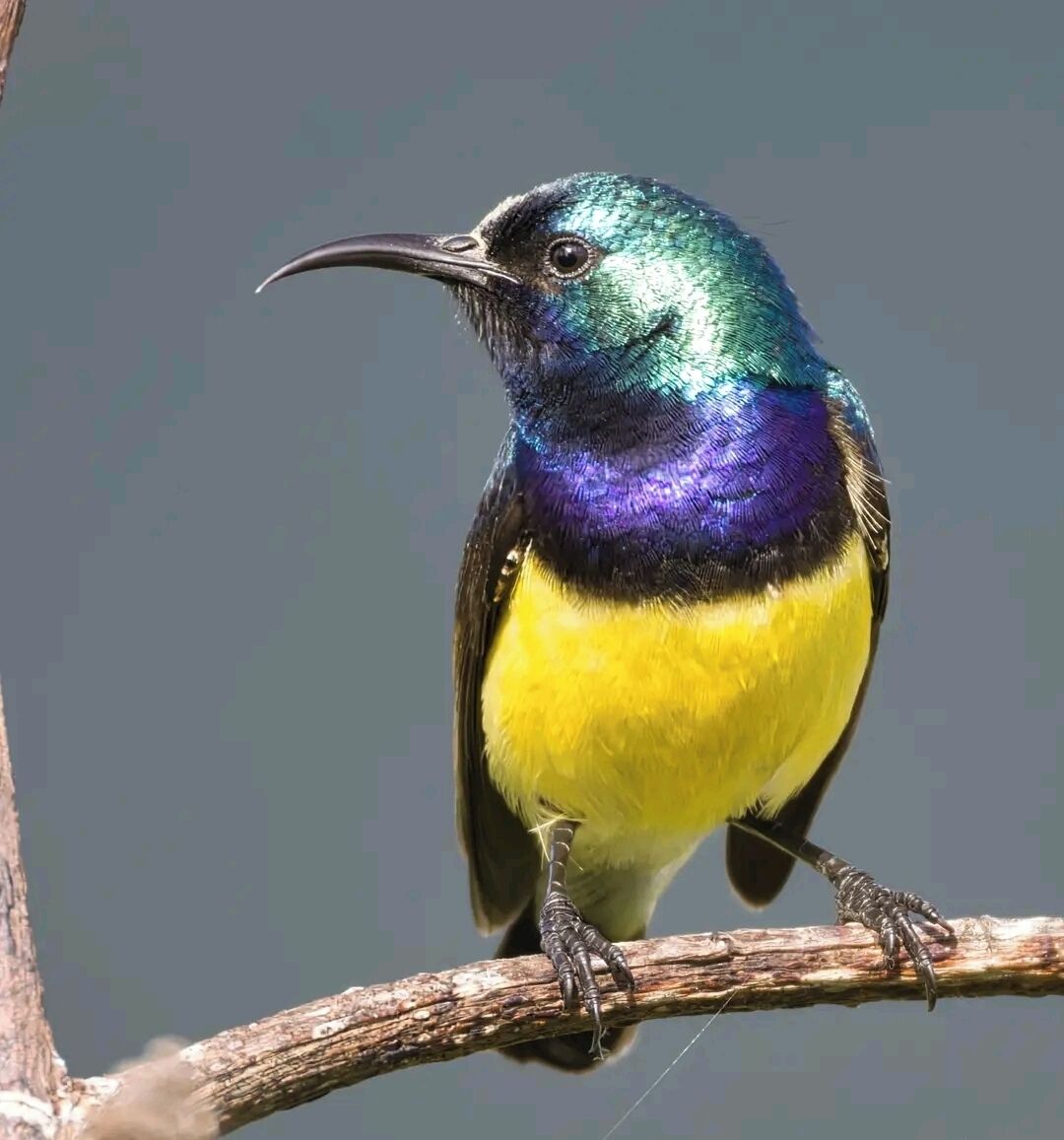 Un oiseau était perché sur une branche.