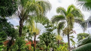 Un jardí exuberant amb diverses palmeres i plantes tropicals.
