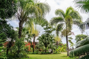Um jardim exuberante com diversas palmeiras e plantas tropicais.