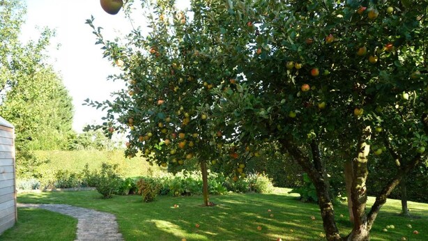 A garden with a tree bearing fruit, a stone pathway, and a grassy area. - Charming cottage by Belgian border - 7 guests (SAINT WAAST LA VALLEE)