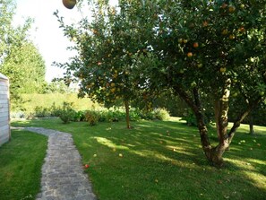 En trädgård med ett fruktbärande träd, en gång av sten och en gräsyta.