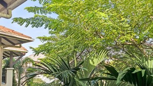 A covered outdoor area with a variety of plants and a building structure. - Tropical Resort Escape (Cairns)