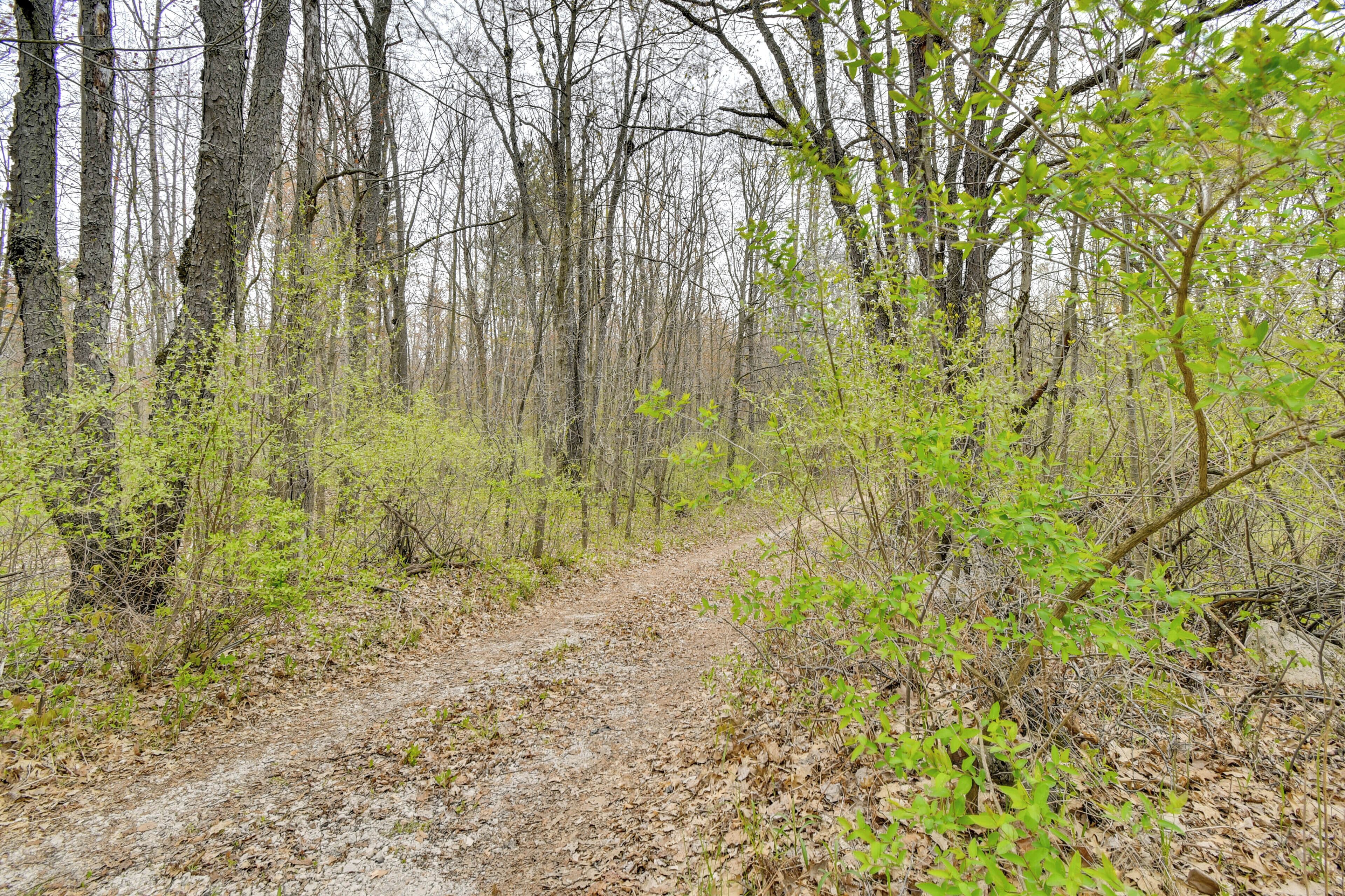 A forested area with a dirt path.