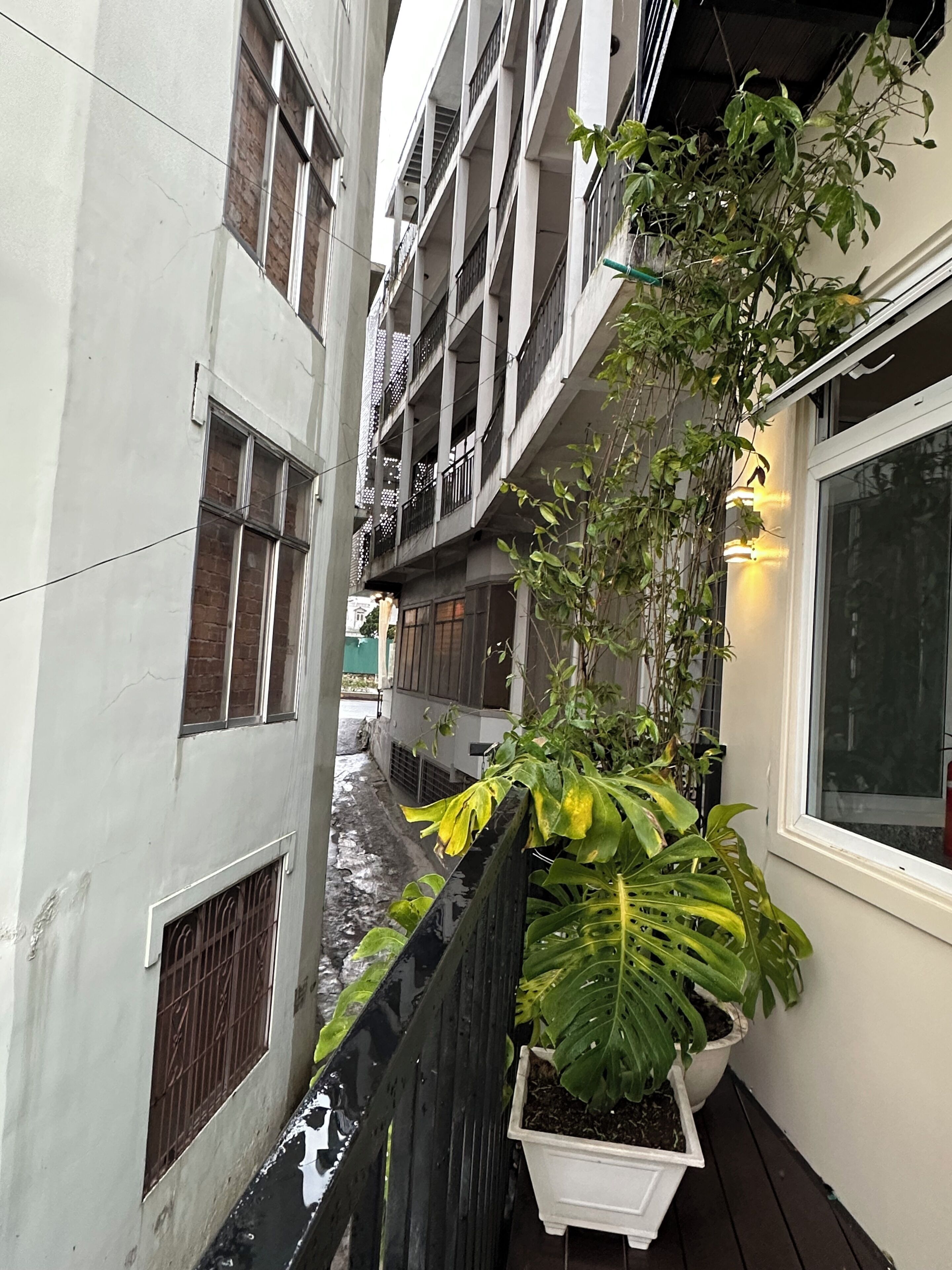 A narrow alleyway between buildings with a potted plant on the right.