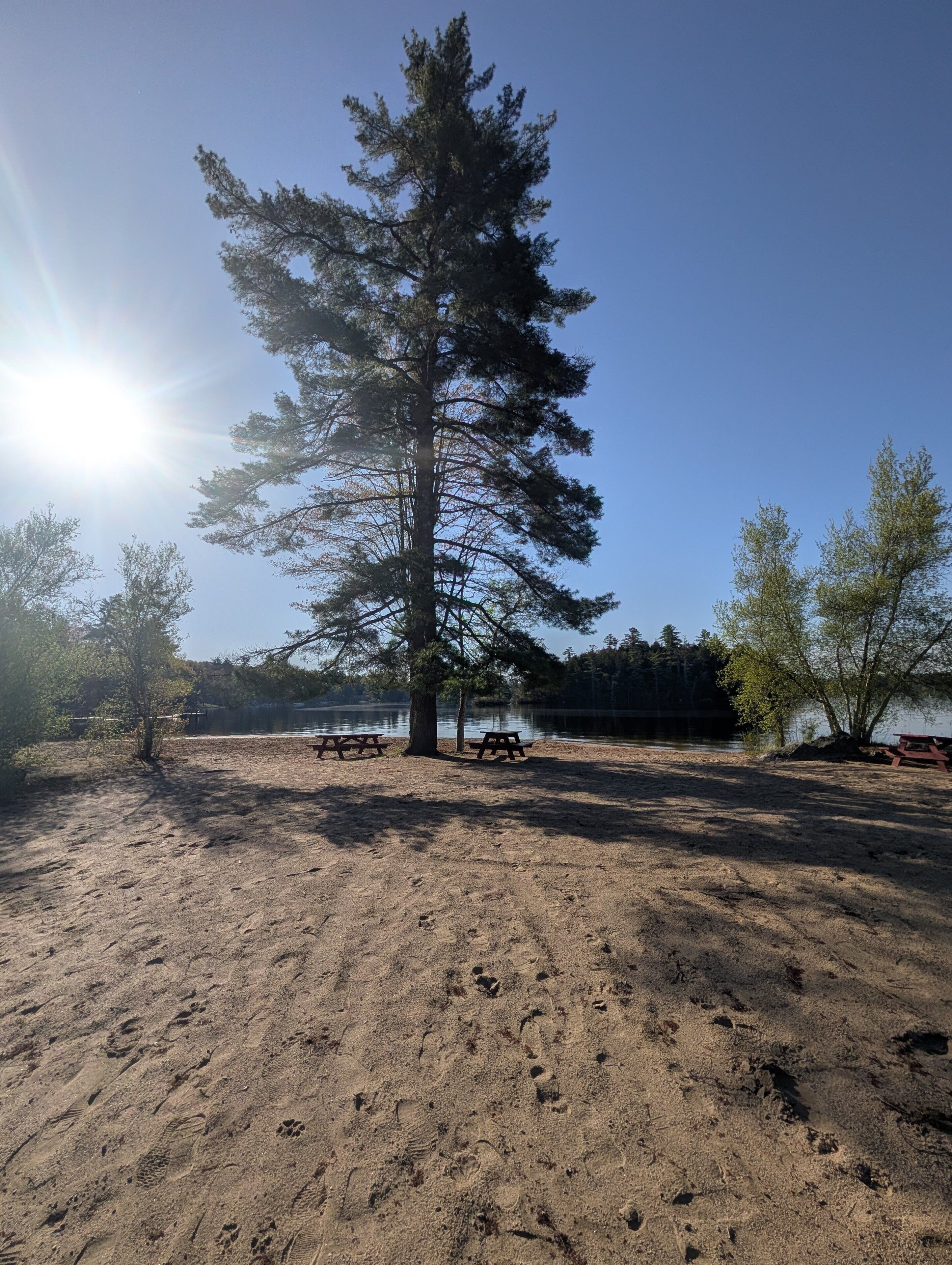 Una playa arenosa con mesas de picnic y un gran árbol.