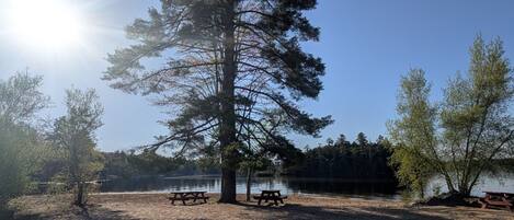 Una playa arenosa con mesas de picnic y un gran árbol.