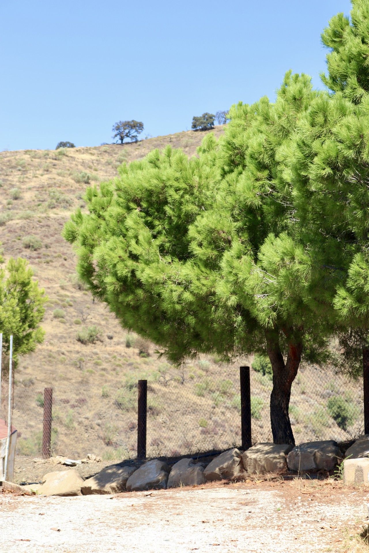 A tree with a dense canopy, a fence, and a rocky terrain.