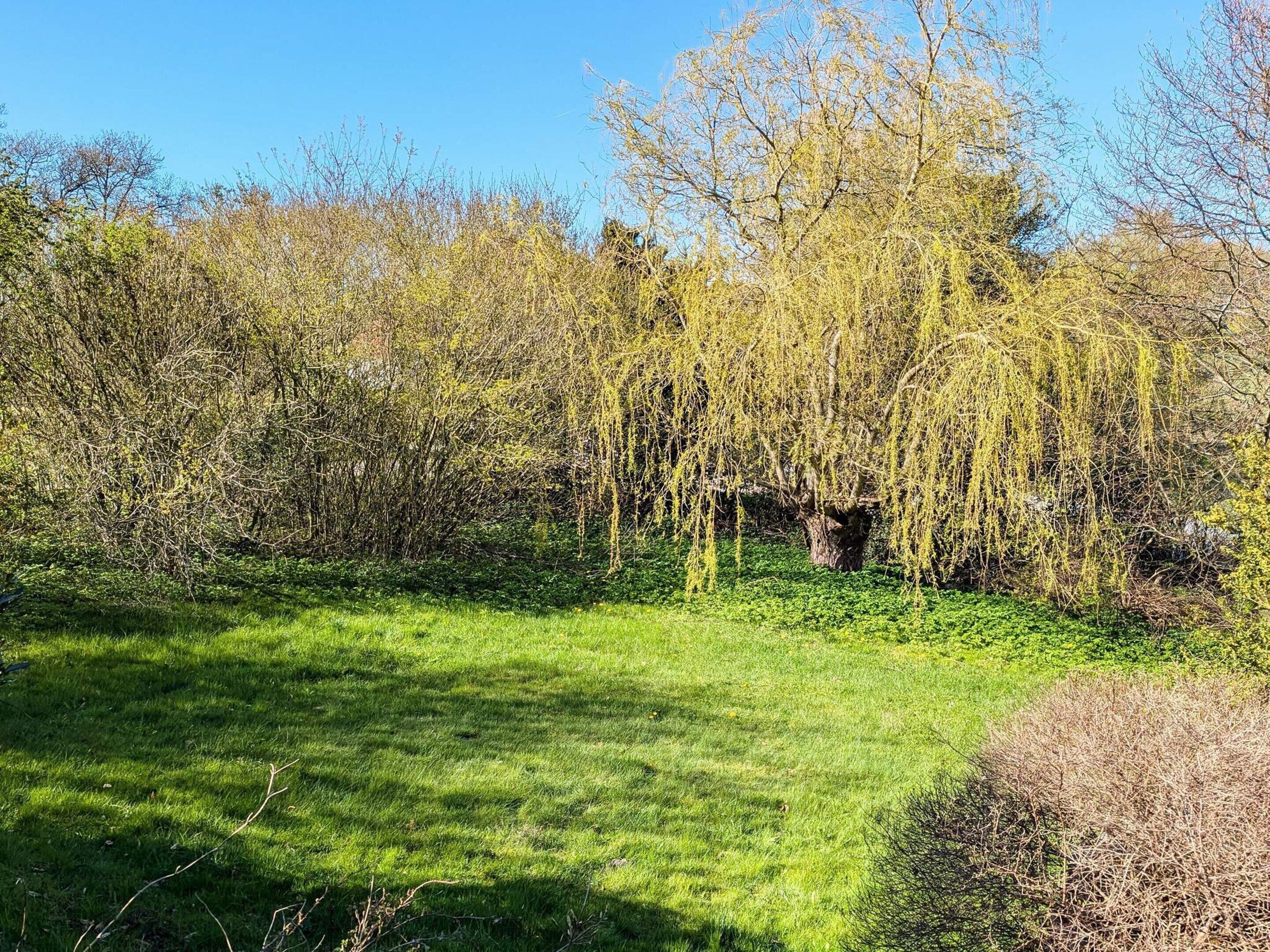 Ett grönområde med en hängpil och tät buskvegetation.