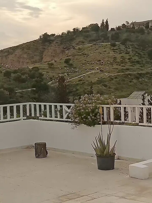 Terras