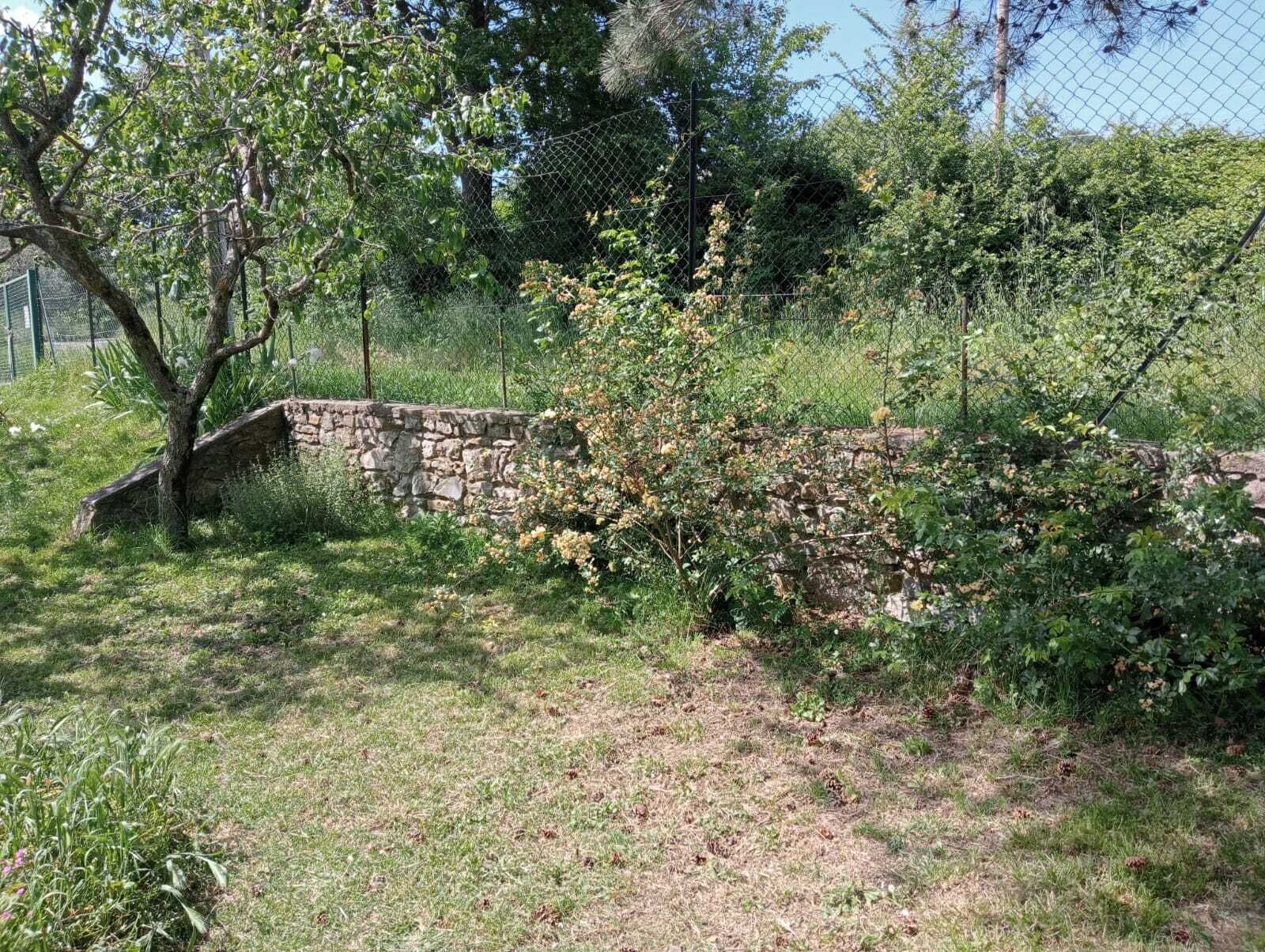Eine steine Mauer, ein Baum und dichtes Buschwerk in einem Garten.