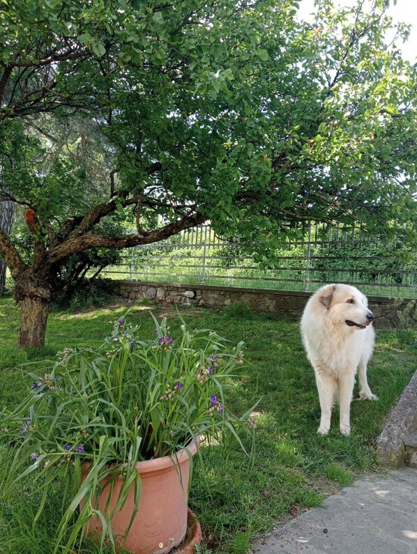 Un perro parado en un césped con un árbol y una planta en maceta.