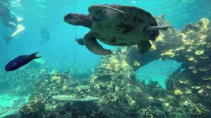 An underwater scene with a sea turtle swimming among coral reefs and fish. - Ocean View studio 2 Beds, Free Wi-Fi (Surfers Paradise)
