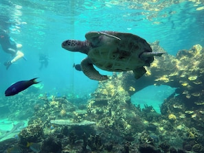 Une scène sous-marine où une tortue de mer nage parmi des récifs coralliens et des poissons.