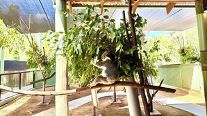 Un koala trepando por una estructura de madera con barandilla metálica, rodeado de follaje.