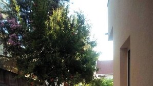 Ein mit Kopfsteinpflaster belegter Innenhof mit Baum und Mauer.