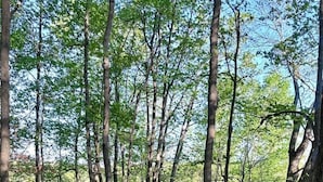 Une promenade en bois traverse une zone boisée, avec des arbres et une étendue d’eau en arrière-plan.