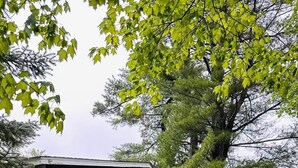 A rustic cabin with a stone foundation, a wooden deck, and a staircase leading to a porch. - Falcon Retreats  – Kestrel (Sharbot Lake)