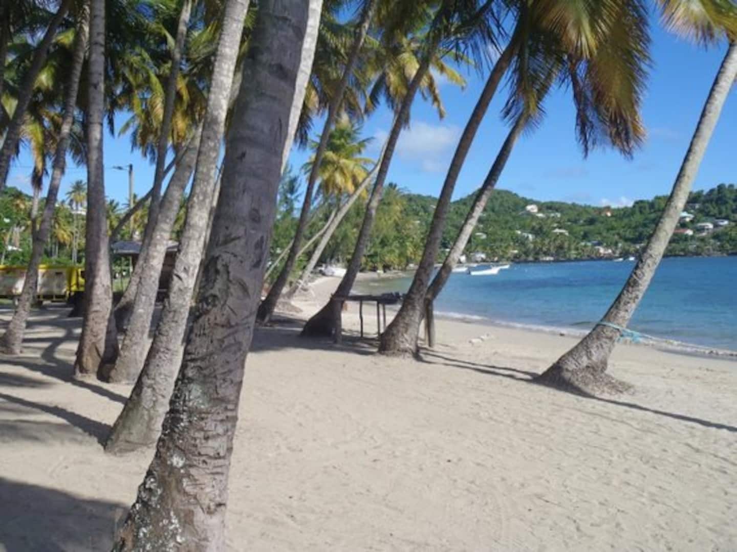 A beach with palm trees and a clear view of the water.