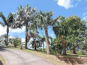 Ein gepflasterter Weg mit Palmen und blauem Himmel.