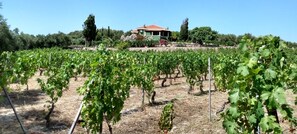 Property grounds - "Sardinia at Its Best" Ocean Views & Sunsets – A Haven of Peace Near Bosa (Tresnuraghes)