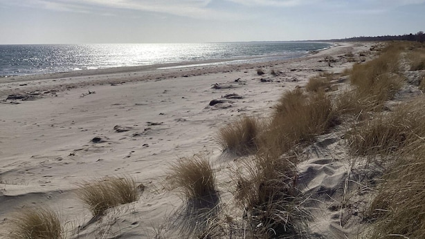 En strand med sand og sparsom vegetation.