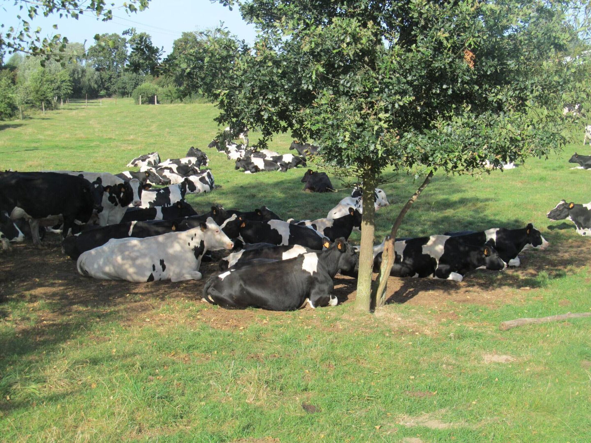 Un groupe de vaches se repose à l’ombre d’un arbre dans un champ verdoyant.
