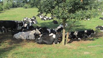 Un groupe de vaches se repose à l’ombre d’un arbre dans un champ verdoyant.