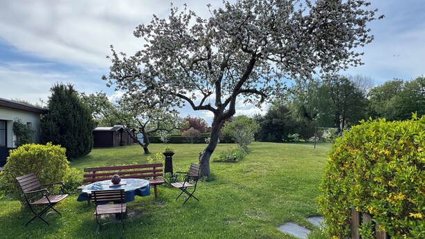 Ein Garten mit Rasen, einem Picknicktisch, Bänken und einem großen Baum.