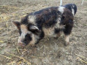 Miscellaneous - Biohof Auinger - the animal experience farm (Aurach am Hongar)