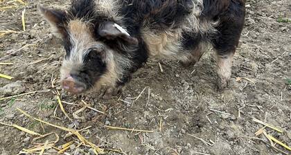 Biohof Auinger - the animal experience farm