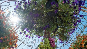 A garden with a metal trellis structure supporting various plants and flowers.