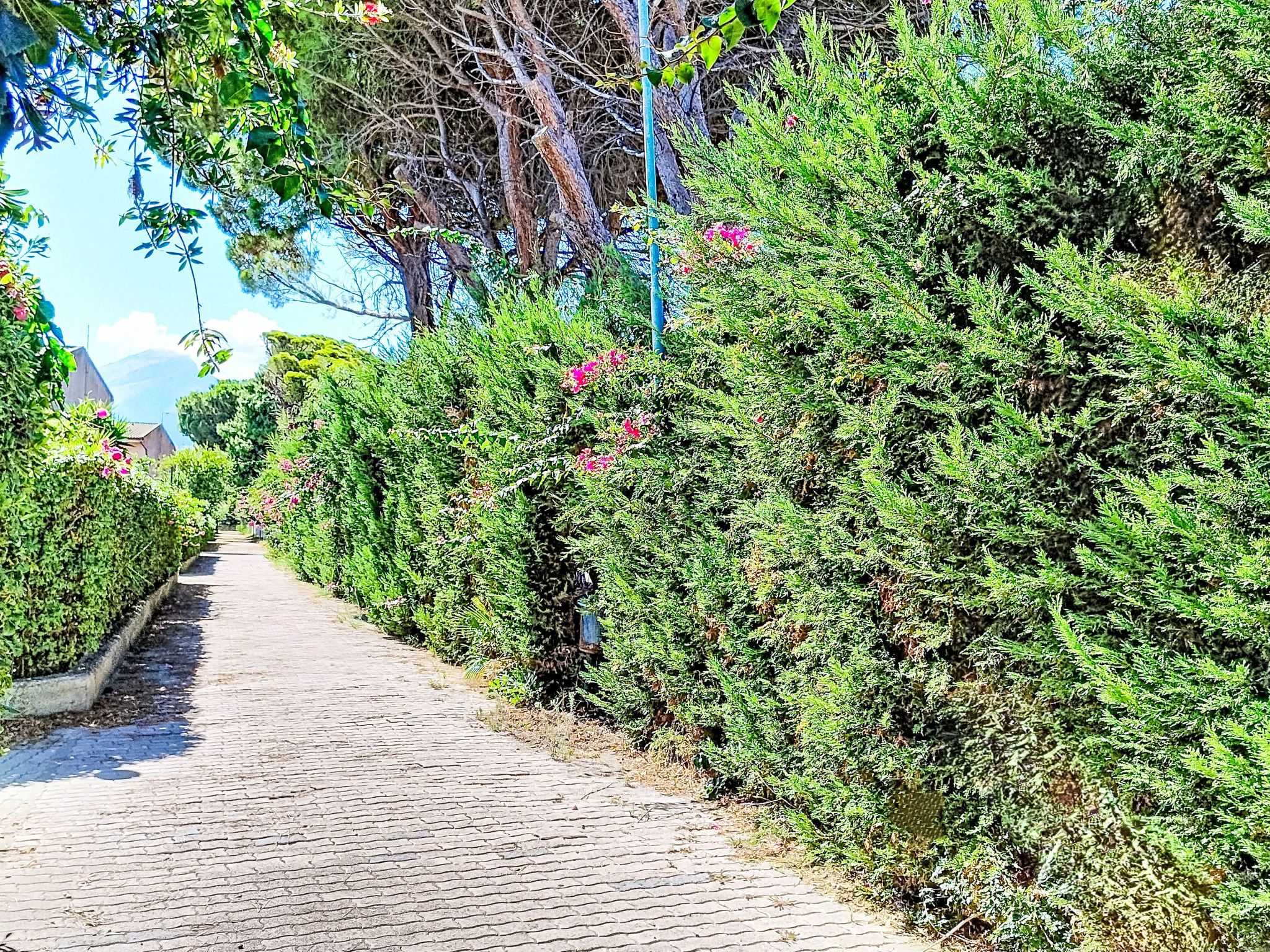 A paved pathway flanked by dense green shrubbery and trees, leading towards a distant structure.