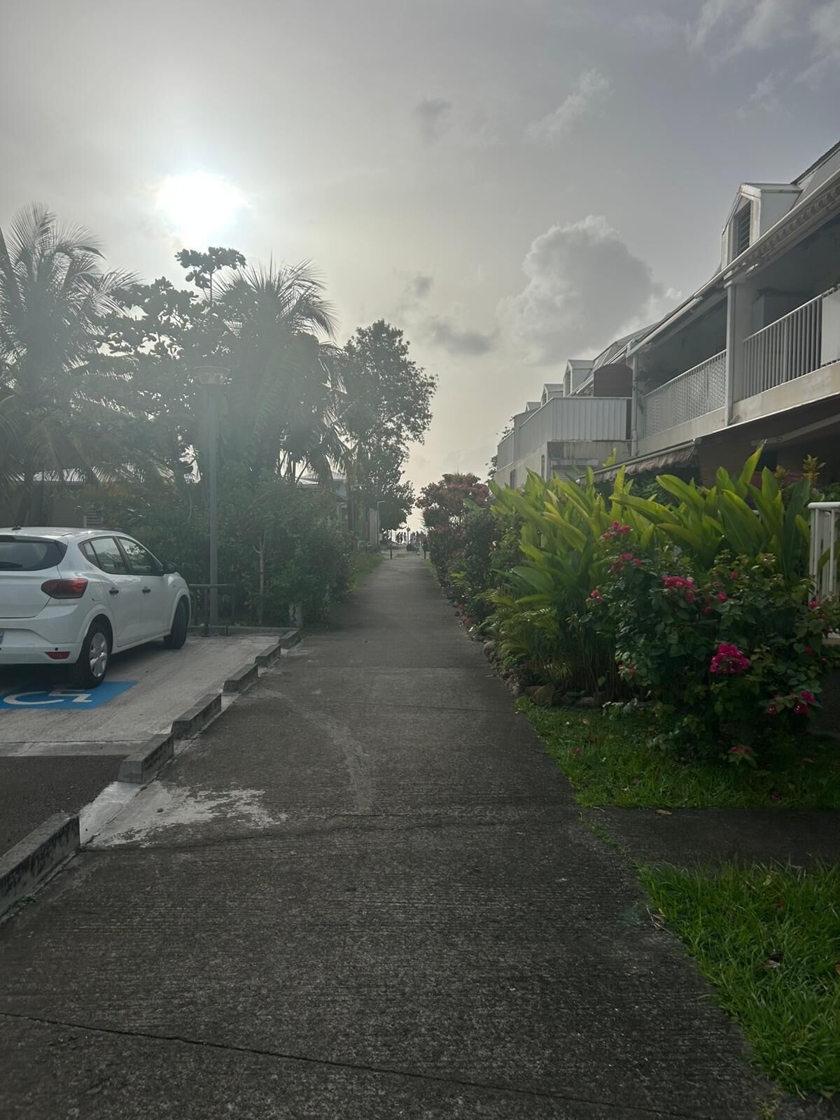 A residential street with a parked car, a blue disabled parking sign, and lush greenery.