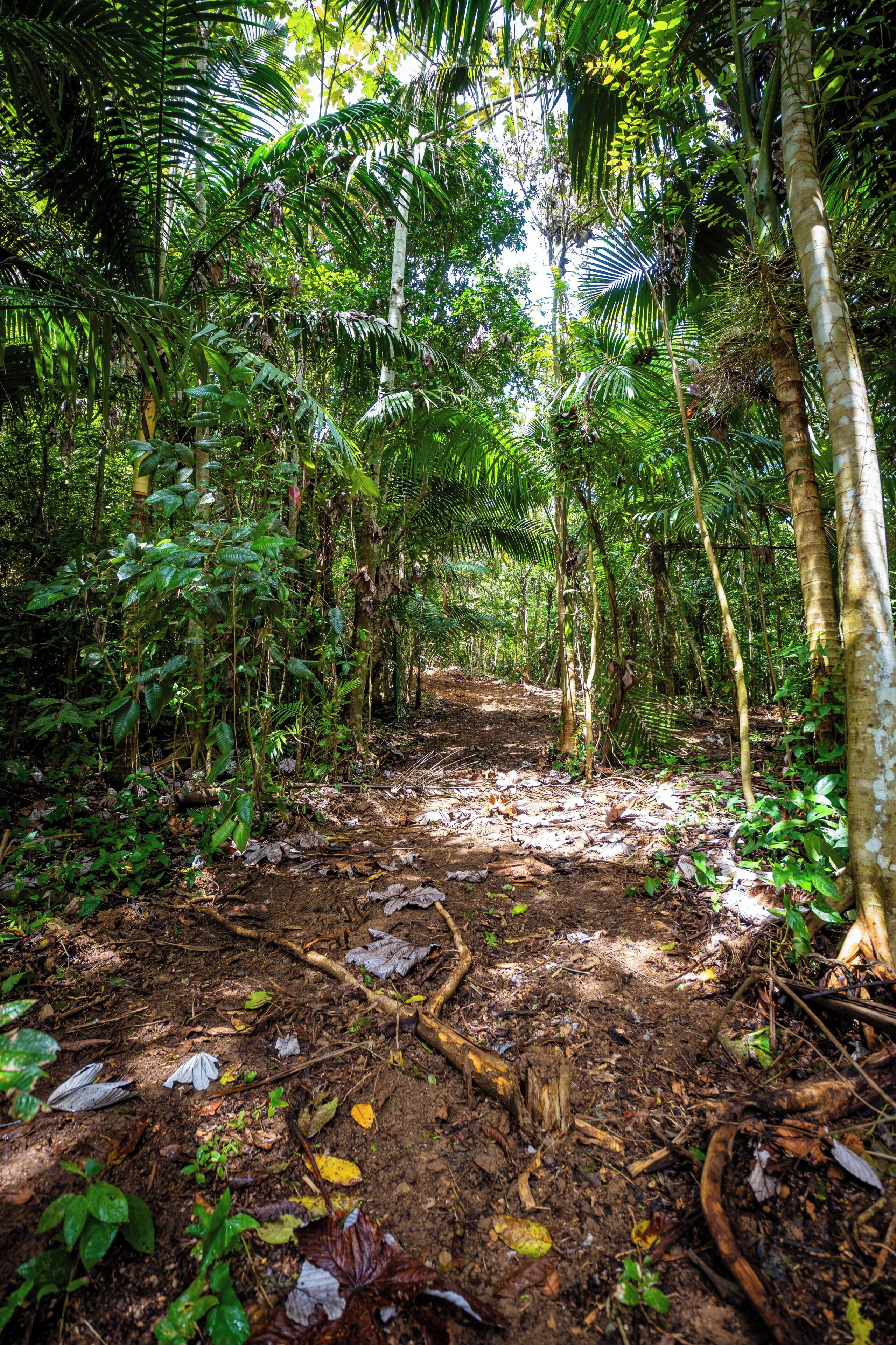 Un sendero arbolado con vegetación densa y árboles.