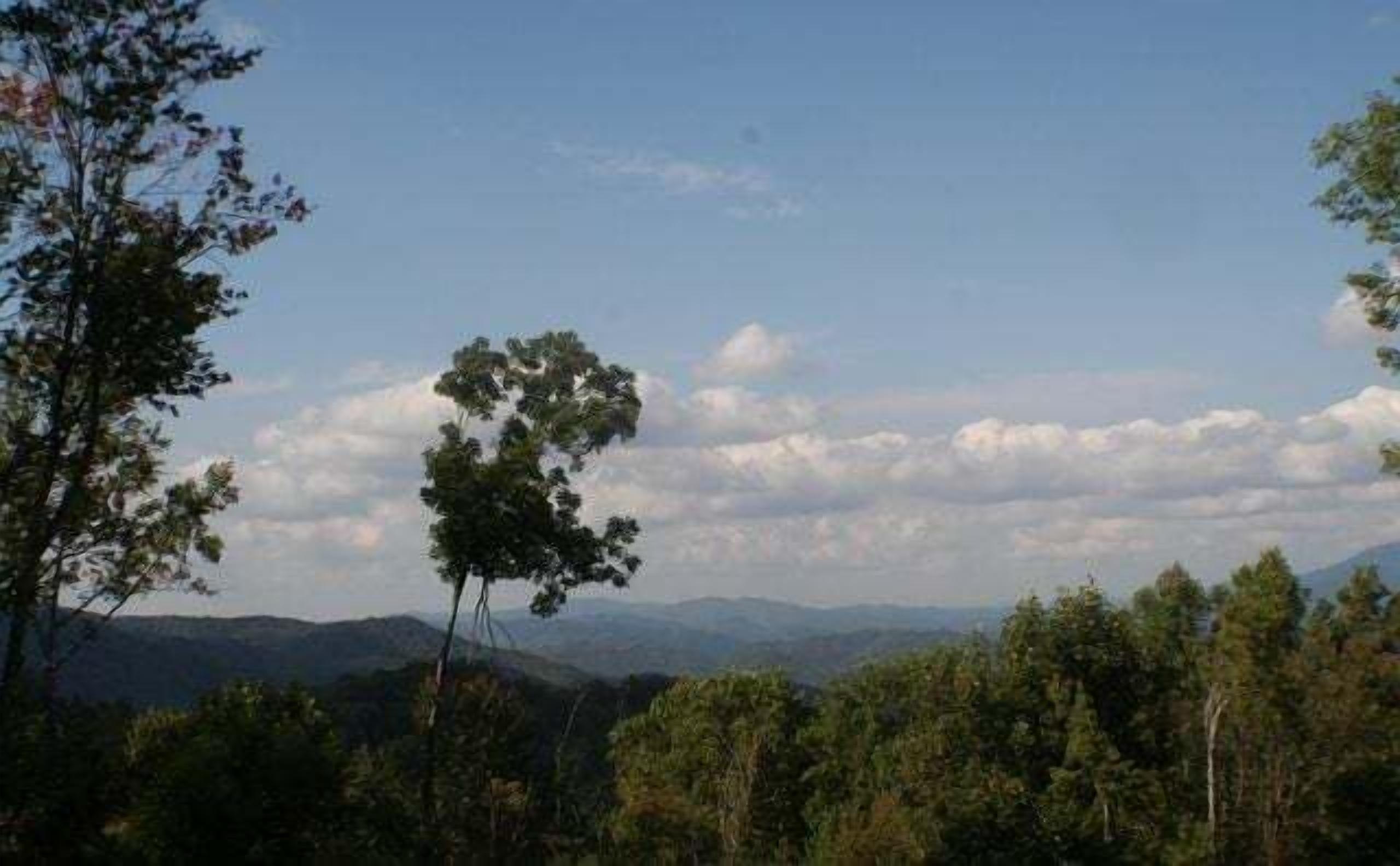 Eine Landschaft mit einem markanten Baum im Vordergrund und einer Hügelkette im Hintergrund.