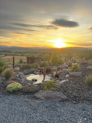 A dog standing by a small stream with a sunset in the background.
