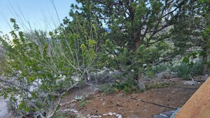 A natural outdoor area with trees, a stone pathway, and a wooden fence.