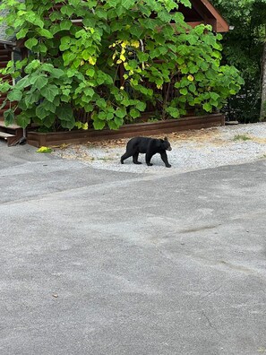 A bear walking on a gravel path in front of a wooden cabin with large green leaves.