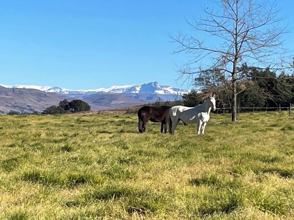 A grassy field with two horses and a tree.