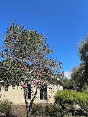 Una casa con jardín, cielo azul despejado y un árbol con flores rosadas.