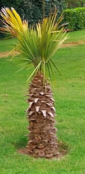 A palm tree with a thick trunk and a dense cluster of green fronds. - La Maison Chopin - PLERIN (PLERIN)