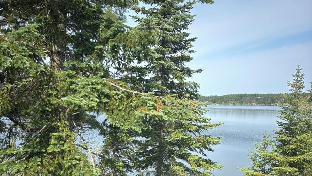 Vista de un lago rodeado de árboles densos, con una barandilla blanca al frente.