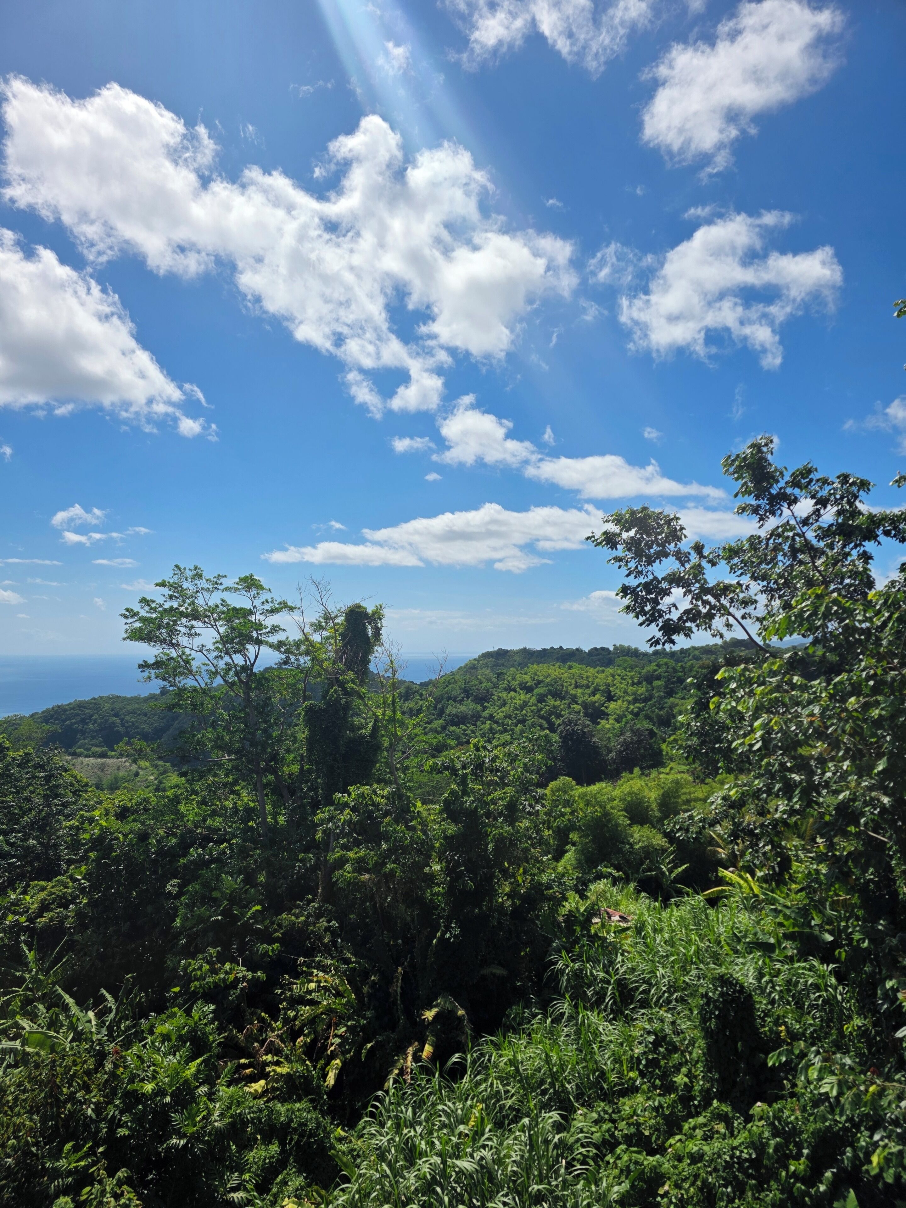 Un paysage verdoyant et luxuriant, avec un feuillage dense et un ciel bleu azur.