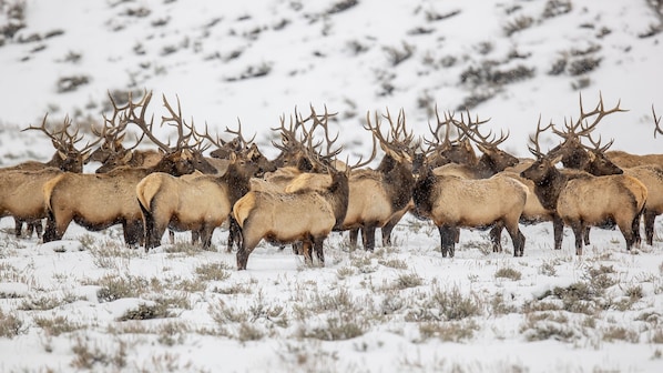 Un grupo de alces en un campo nevado.