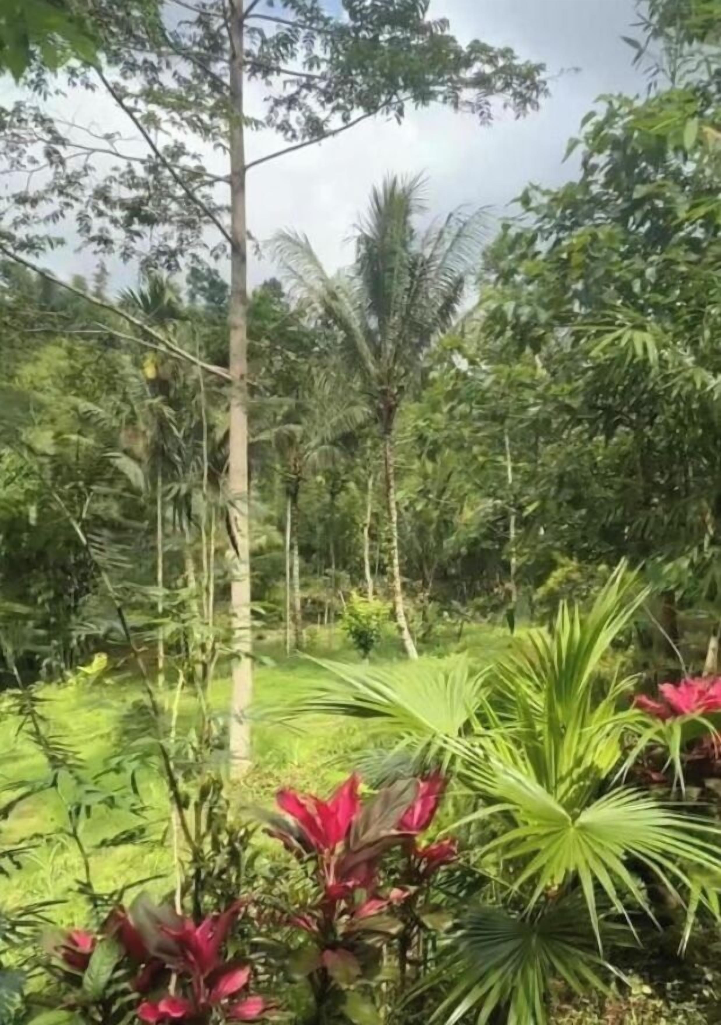 Um jardim exuberante com diversas plantas e árvores.