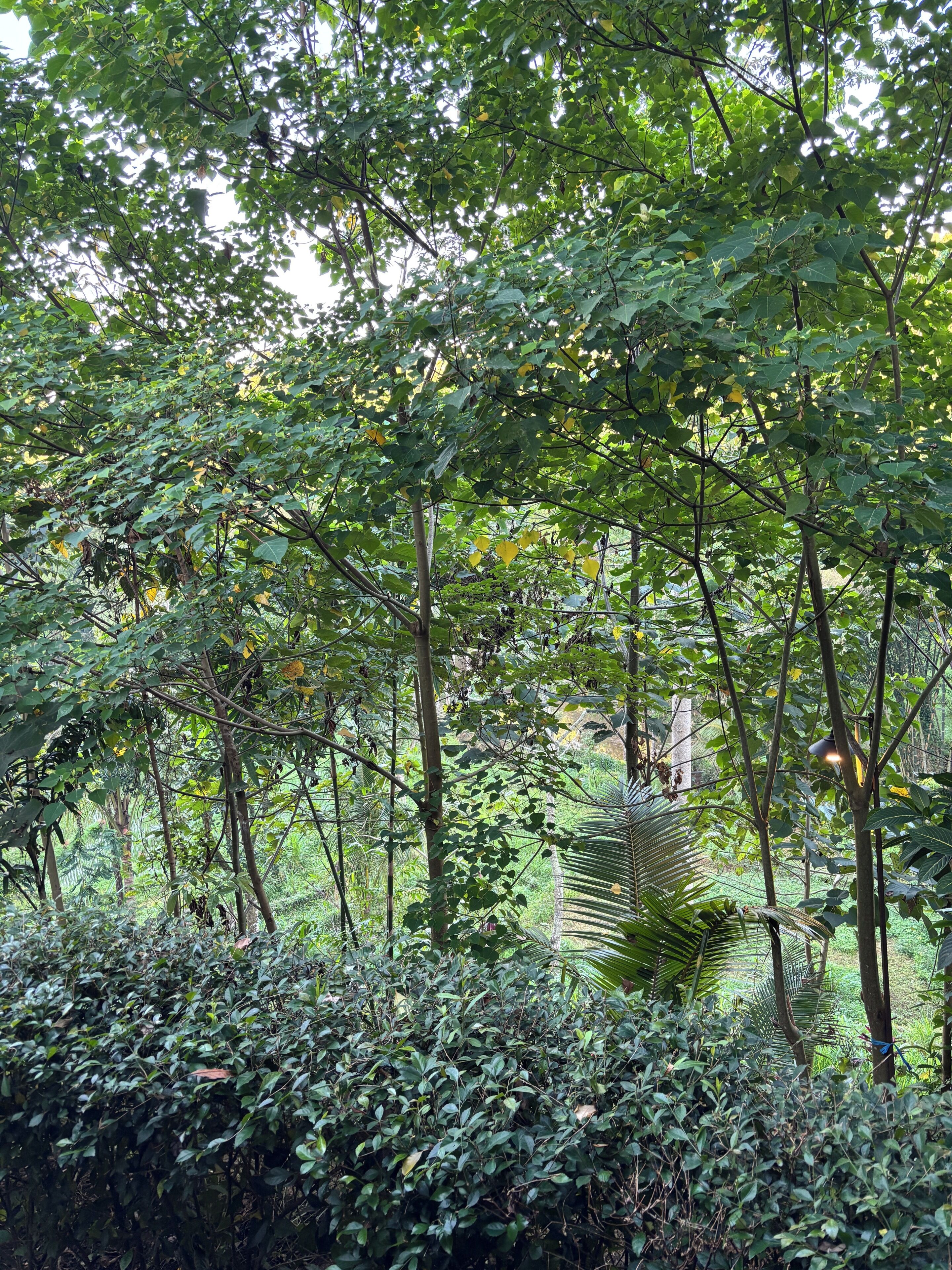 A dense forest with various trees and undergrowth.