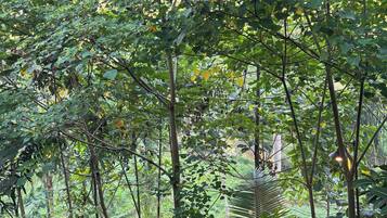 A dense forest with various trees and undergrowth.